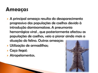  A principal ameaça resulta do desaparecimento
progressivo das populações de coelhos devido à
introdução damixomatose. A pneumonia
hemorrágica viral , que posteriormente afectou as
populações de coelhos, veio a piorar ainda mais a
situação do felino. Outras ameaças:
 Utilização de armadilhas;
 Caça ilegal;
 Atropelamentos.
 