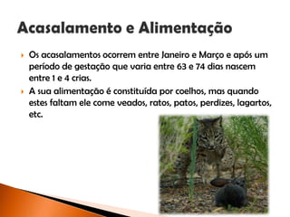  Os acasalamentos ocorrem entre Janeiro e Março e após um
período de gestação que varia entre 63 e 74 dias nascem
entre 1 e 4 crias.
 A sua alimentação é constituída por coelhos, mas quando
estes faltam ele come veados, ratos, patos, perdizes, lagartos,
etc.
 