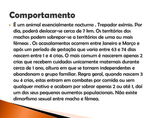  É um animal essencialmente nocturno . Trepador exímio. Por
dia, poderá deslocar-se cerca de 7 km. Os territórios dos
machos podem sobrepor-se a territórios de uma ou mais
fêmeas . Os acasalamentos ocorrem entre Janeiro e Março e
após um período de gestação que varia entre 63 e 74 dias
nascem entre 1 e 4 crias. O mais comum é nascerem apenas 2
crias que recebem cuidados unicamente maternais durante
cerca de 1 ano, altura em que se tornam independentes e
abandonam o grupo familiar. Regra geral, quando nascem 3
ou 4 crias, estas entram em combates por comida ou sem
qualquer motivo e acabam por sobrar apenas 2 ou até 1, daí
um dos seus pequenos aumentos populacionais. Não existe
dimorfismo sexual entre macho e fêmea.
 