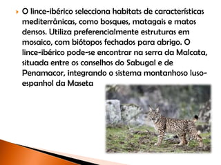  O lince-ibérico selecciona habitats de características
mediterrânicas, como bosques, matagais e matos
densos. Utiliza preferencialmente estruturas em
mosaico, com biótopos fechados para abrigo. O
lince-ibérico pode-se encontrar na serra da Malcata,
situada entre os conselhos do Sabugal e de
Penamacor, integrando o sistema montanhoso luso-
espanhol da Maseta
 
