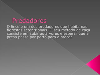 PredadoresO lince é um dos predadores que habita nas florestas setentrionais. O seu método de caça consiste em subir às árvores e esperar que a presa passe por perto para a atacar.