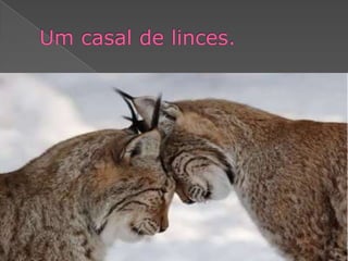 Um casal de linces.