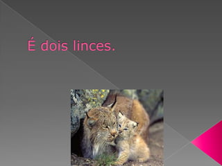 É dois linces.
