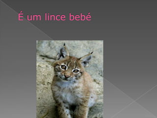 É um lince bebé