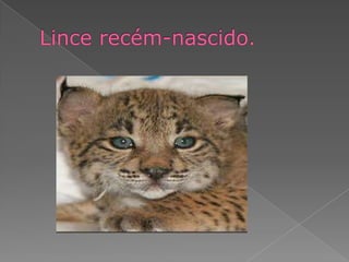 Lince recém-nascido.