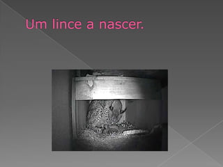Um lince a nascer.