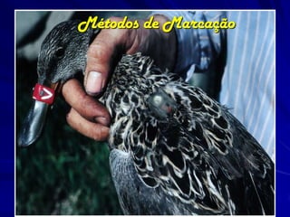 Métodos de Marcação
 