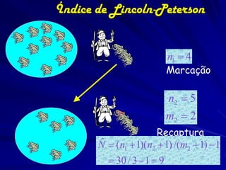 Índice de Lincoln-Peterson


                            n1  4
                            Marcação

                            n2  5
                            m2  2
                       Recaptura
       ˆ
       N  (n1  1)(n2  1) /(m2  1)  1
          30 / 3  1  9
 