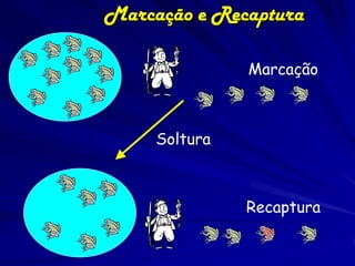 Marcação e Recaptura

               Marcação



     Soltura



               Recaptura
 