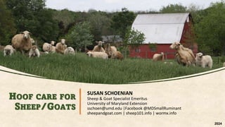 HOOF CARE FOR
SHEEP/GOATS
SUSAN SCHOENIAN
Sheep & Goat Specialist Emeritus
University of Maryland Extension
sschoen@umd.edu |Facebook @MDSmallRuminant
sheepandgoat.com | sheep101.info | wormx.info
2024
 