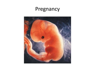 Pregnancy
 