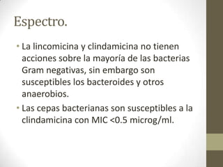 Espectro.
• La lincomicina y clindamicina no tienen
acciones sobre la mayoría de las bacterias
Gram negativas, sin embargo son
susceptibles los bacteroides y otros
anaerobios.
• Las cepas bacterianas son susceptibles a la
clindamicina con MIC <0.5 microg/ml.

 