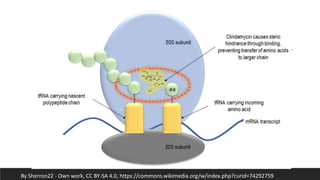 Mechanism of Action
By Sherron22 - Own work, CC BY-SA 4.0, https://commons.wikimedia.org/w/index.php?curid=74292759
 