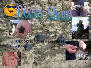 Looking for sea creatures. Fun. Rocky Shore 
