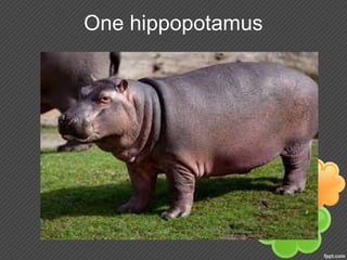 One hippopotamus
 