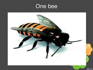 One bee
 