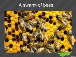 A swarm of bees
 