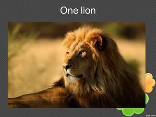One lion
 