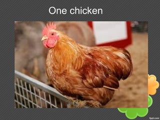 One chicken
 