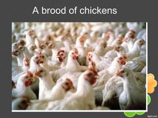A brood of chickens
 