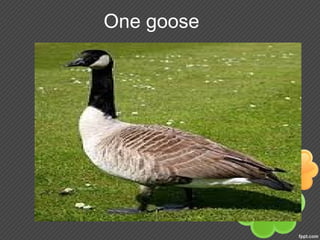 One goose
 