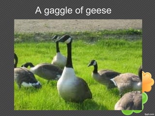 A gaggle of geese
 