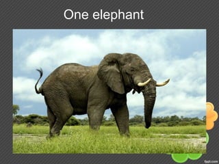One elephant
 