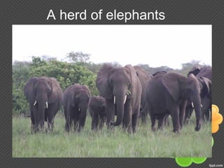 A herd of elephants
 