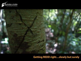 Getting REDD right…slowly but surely
