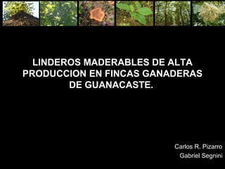LINDEROS MADERABLES DE ALTA
PRODUCCION EN FINCAS GANADERAS
DE GUANACASTE.
Carlos R. Pizarro
Gabriel Segnini
 