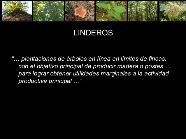 ARBOLES EN LINDEROS PDF ARBOLES EN LINDEROS PDF
