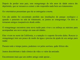Depois de perder seus pais, este orangotango de três anos de idade estava tão deprimido, que se recusava a comer e não respondia nada bem aos tratamentos. Os veterinários presentiam que ele se entregaria a morte. Um cão adulto foi encontrado perdido nas imediações do parque zoológico e quando o puseram na sala de tratamento, se juntou ao orangotango. Os dois se tornaram amigos inseparáveis desde então. O orangotango encontrou uma nova razão para viver e se esforça ao máximo para acompanhar seu novo amigo em suas atividades. Eles vivem no norte da California, e a natação é o esporte favorito deles. Roscoe (o orangotango) tem um pouco de medo da água e precisa da ajuda de seu amigo para nadar. Passam todo o tempo juntos, podemos ver pelos sorrisos, quão felizes são. Juntos descobriram o lado cômico da vida e o valor da amizade. Encontraram mais que um ombro amigo onde apoiar... 