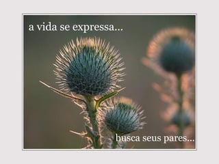 a vida se expressa... busca seus pares... 
