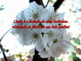 Lindo é o bailado de uma borboleta visitando as flores de um belo jardim! 