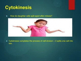 Cytokinesis
 How do daughter cells split apart after mitosis?
 Cytokinesis completes the process of cell division – it splits one cell into
two.
 