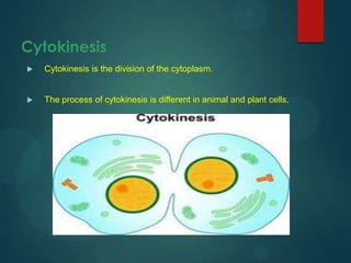  Cytokinesis is the division of the cytoplasm.
 The process of cytokinesis is different in animal and plant cells.
Cytokinesis
 