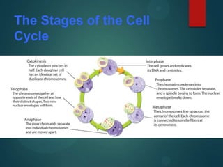 The Stages of the Cell
Cycle
 