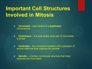 Important Cell Structures
Involved in Mitosis
 Chromatid – each strand of a duplicated
chromosome
 Centromere – the area where each pair of chromatids
is joined
 Centrioles – tiny structures located in the cytoplasm of
animal cells that help organize the spindle
 Spindle – a fanlike microtubule structure that helps
separate the chromatids
 