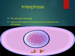 Interphase
 The cell builds up energy
 It grows and copies its chromosomes in preparation for
cell division.
 