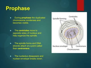Prophase
 During prophase the duplicated
chromosome condenses and
becomes visible.
 The centrioles move to
opposite sides of nucleus and
help organize the spindle.
 The spindle forms and DNA
strands attach at a point called
their centromere.
 The nucleolus disappears and
nuclear envelope breaks down.
 