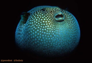 Making It Happen – Resource and Process

@precedent @lindzeiy

 