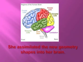 She assimilated the new geometry shapes into her brain.