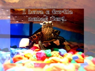 I have a turtle named Carl.