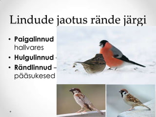 Lindude tähtsus ja kaitse | PPTX