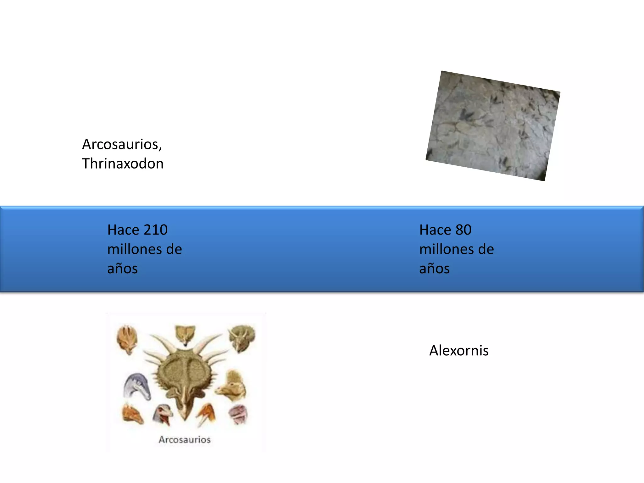 Arcosaurios,
Thrinaxodon



   Hace 210      Hace 80
   millones de   millones de
   años          años




                  Alexornis
 