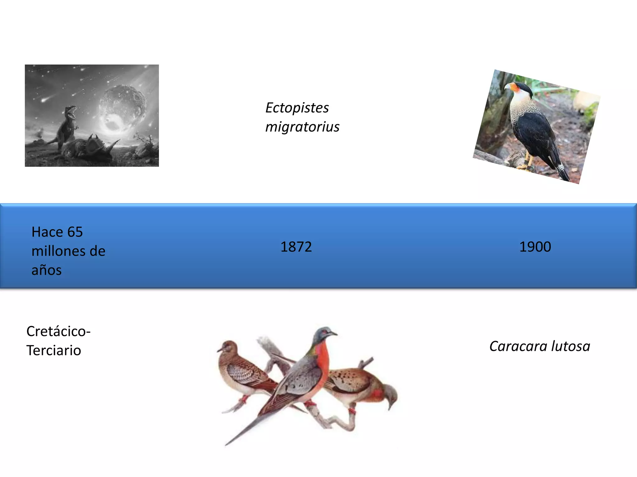 Ectopistes
              migratorius




Hace 65
millones de     1872            1900
años


Cretácico-
Terciario                   Caracara lutosa
 