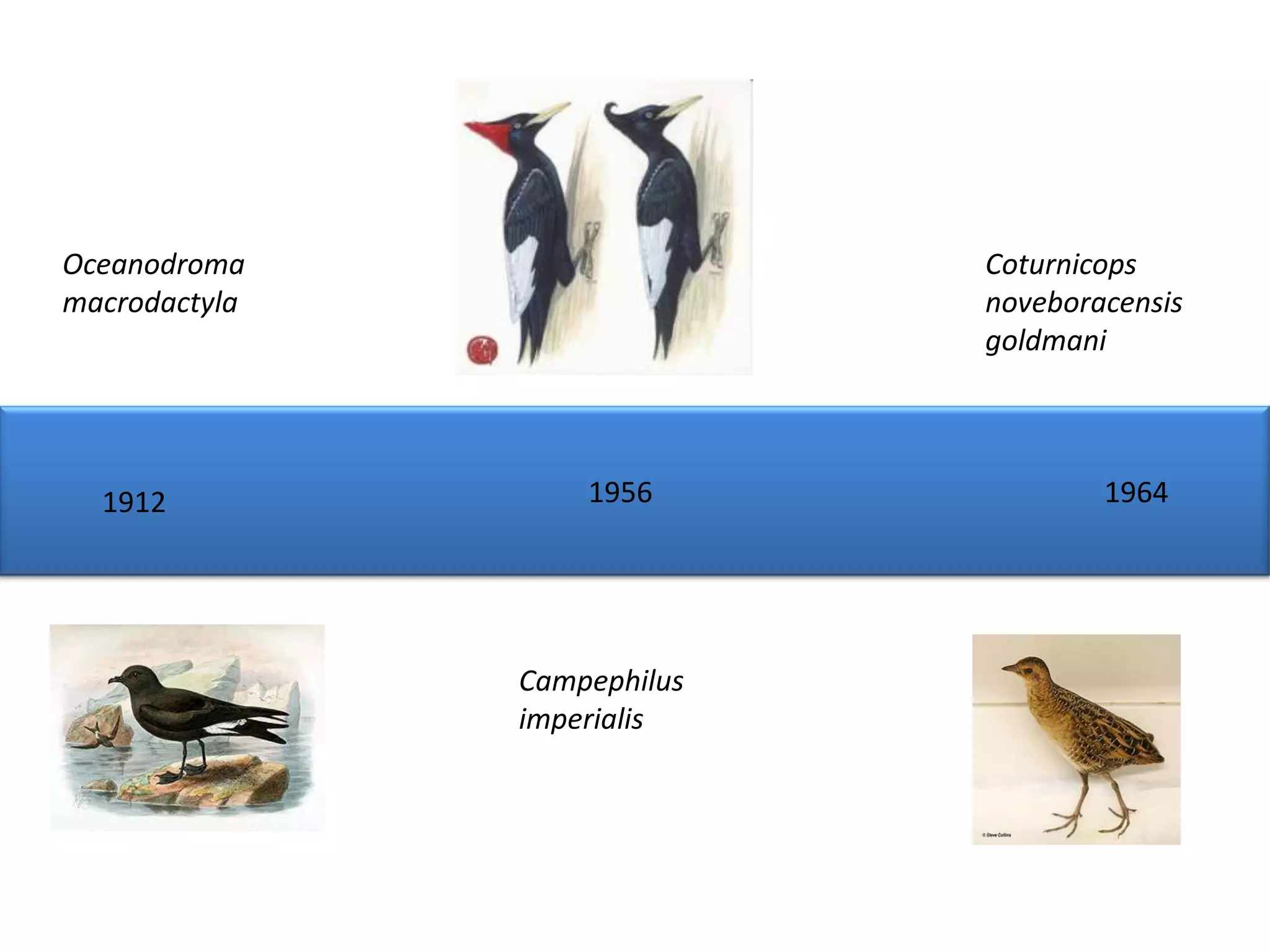 Oceanodroma                  Coturnicops
macrodactyla                 noveboracensis
                             goldmani




  1912             1956              1964




               Campephilus
               imperialis
 