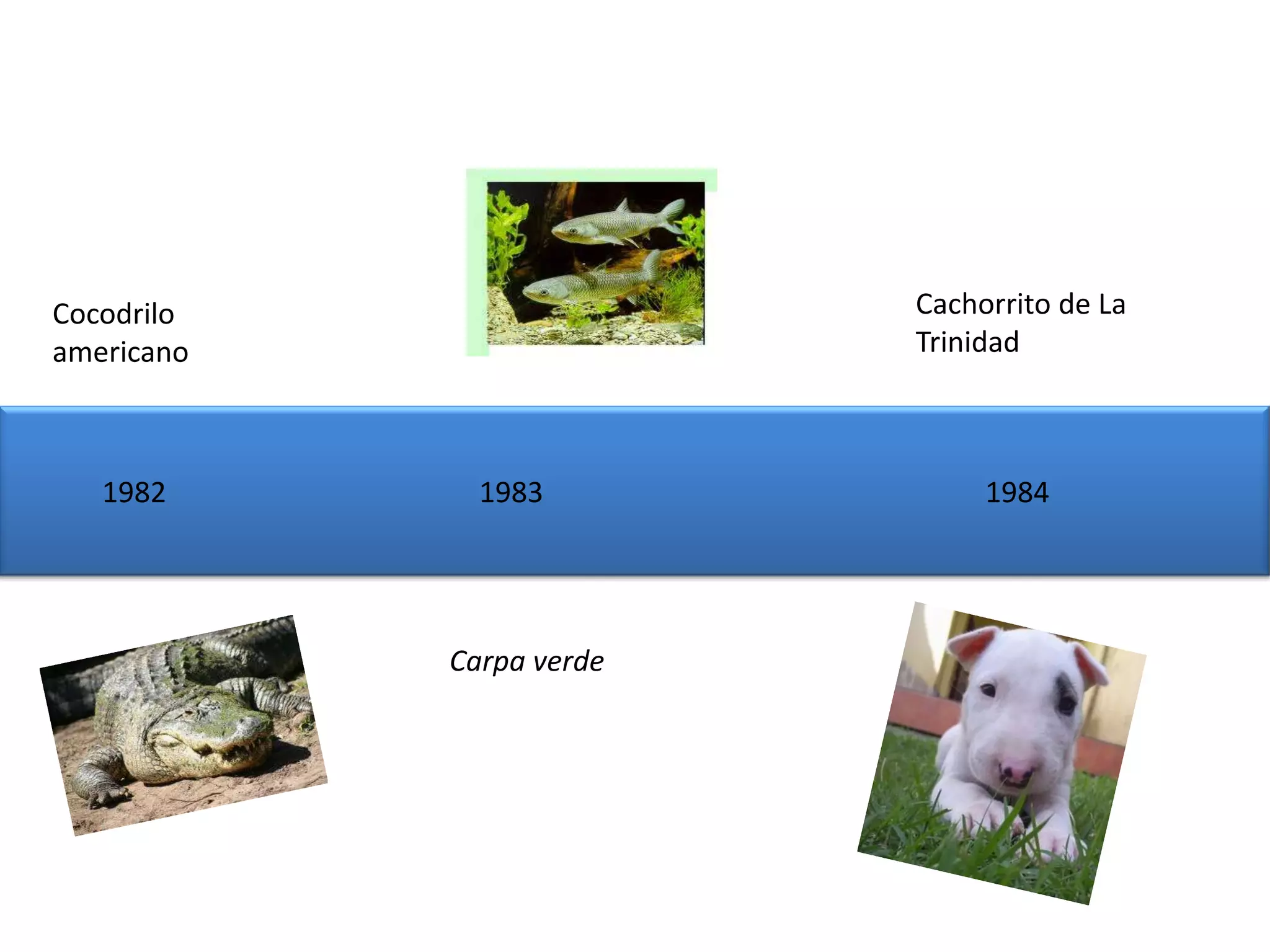 Cocodrilo                 Cachorrito de La
americano                 Trinidad



   1982       1983             1984




            Carpa verde
 