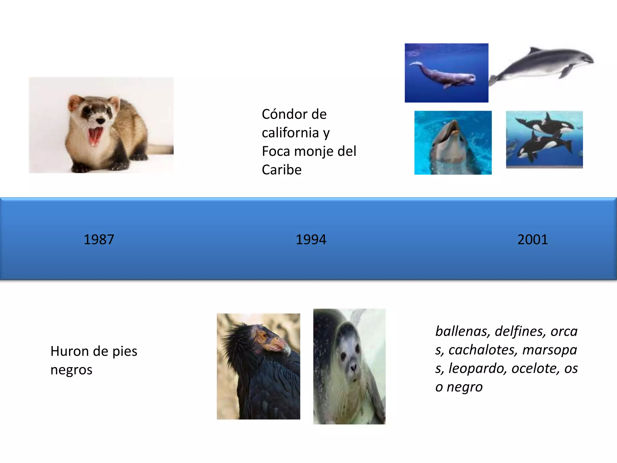 Cóndor de
                california y
                Foca monje del
                Caribe



    1987            1994                      2001




                                 ballenas, delfines, orca
Huron de pies                    s, cachalotes, marsopa
negros                           s, leopardo, ocelote, os
                                 o negro
 
