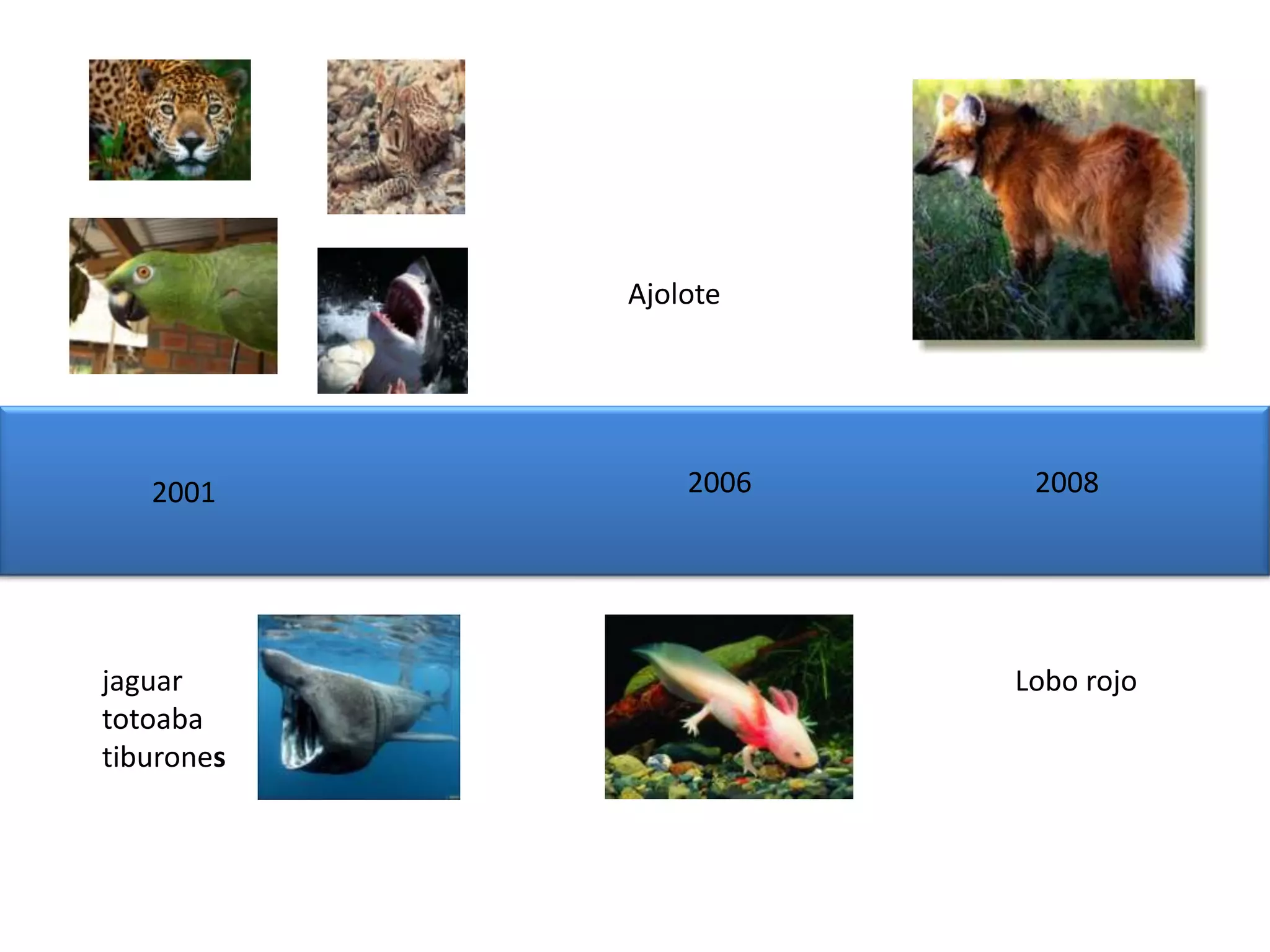 Ajolote




   2001         2006    2008




jaguar                 Lobo rojo
totoaba
tiburones
 